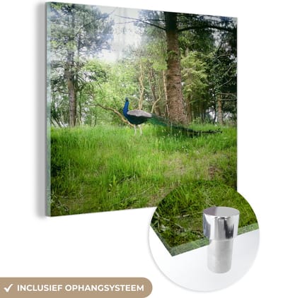 MuchoWow® Glasschilderij 50x50 cm - Schilderij acrylglas - Pauw - Gras - Bos - Foto op glas - Schilderijen