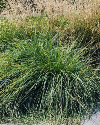 Plants Online - Tuinplanten - Siergrassen - Set van 1 - Festuca mairei - 2 liter pot - Plant