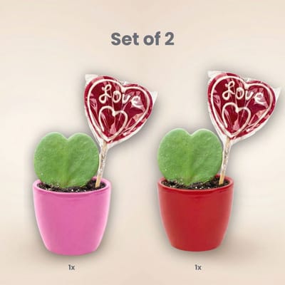 Sweetheart Plant Set - Groene Mini Gift - Pot & Plant Set - Rood of Roze