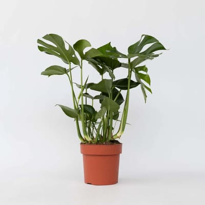 JUNAVERA Monstera deliciosa in 17 cm pot – 70 cm hoge gatenplant met 3 stekken