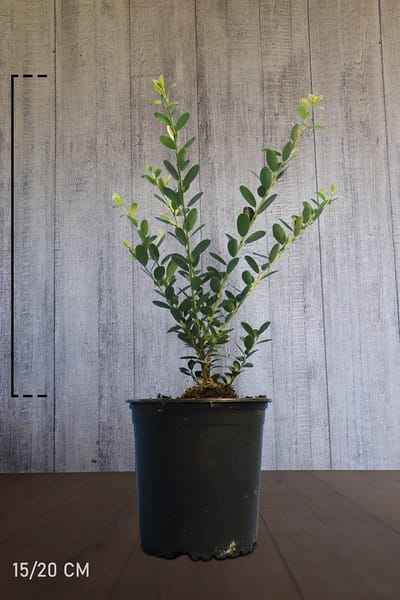 Set van 10 | Japanse hulst 'Green Hedge' Pot 15-20 cm Extra kwaliteit - Bloeiende plant - Compacte groei - Geschikt als hoge en lage haag - Kleinbladig - Wintergroen