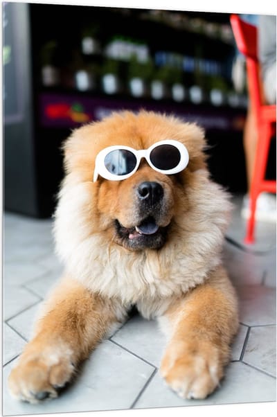 Acrylglas - Coole Hond met Zonnebril - 100x150 cm Foto op Acrylglas (Wanddecoratie op Acrylaat)