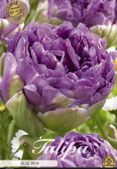 Dutch Finest Quality bloembollen - Tulpen Tulp Double Late Blue Wow x7 12/+s