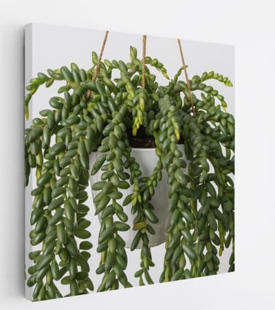 Saammp Canvas Schilderij - Hangplant Vetplant - Natuur - Abstract - 20x20 - Foto op canvas - Wanddecoratie - Muurdecoratie Woonkamer - Kantoor Decoratie