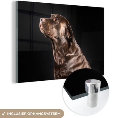 MuchoWow® Glasschilderij 150x100 cm - Schilderij acrylglas - Hond - Bruin - Portret - Foto op glas - Schilderijen
