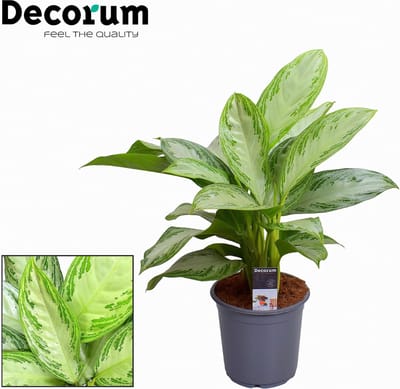 Plantenboetiek.nl | Aglaonema Silver Bay - Ø21cm - 70-80cm hoog - Kamerplant - Groenblijvend