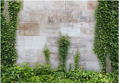 Fotobehangkoning - Behang - Vliesbehang - Fotobehang - The Forgotten Garden - Klimop - 150 x 105 cm