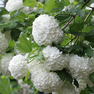 Viburnum Opulus - Gelderse roos 40-60 cm in pot