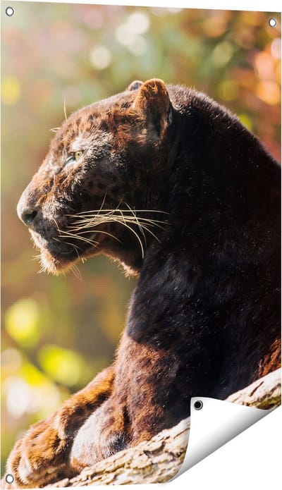 Gards Tuinposter Zwarte Panter vanaf de Zijkant - 60x90 cm - Tuindoek - Tuindecoratie - Wanddecoratie buiten - Tuinschilderij