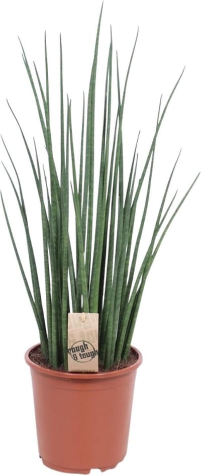 Plantenboetiek.nl | Sansevieria Mikado - Ø19cm - 60-70cm hoog - Kamerplant - Groenblijvend - Cactus & Vetplanten