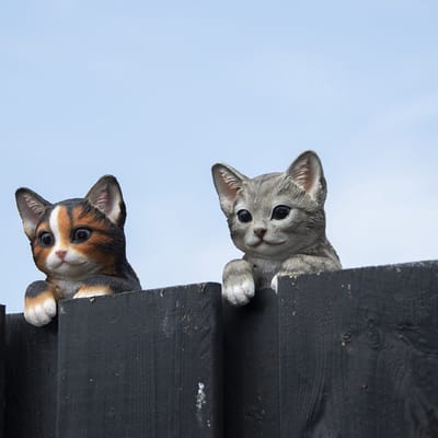 Schutting poes kat