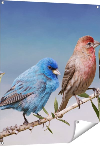 Gards Tuinposter Kleurrijke Zangvogels op een Tak - Kleur - 80x100 cm - Tuindoek - Tuindecoratie - Wanddecoratie buiten - Tuinschilderij