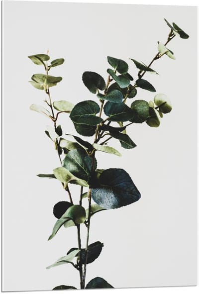 Acrylglas - Groene Plant op Witte Achtergrond - 60x90cm Foto op Acrylglas (Met Ophangsysteem)