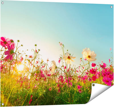 Gards Tuinposter Kosmos Bloemenveld met een Opkomende Zon - 100x80 cm - Tuindoek - Tuindecoratie - Wanddecoratie buiten - Tuinschilderij