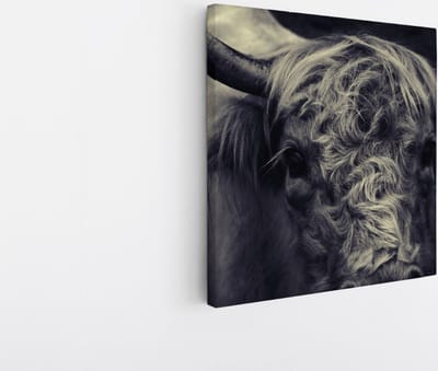 Saammp Canvas Schilderij - Portret Schotse Hooglander Koe - Natuur - Dieren - 20x20 - Foto op canvas - Wanddecoratie - Muurdecoratie Woonkamer - Slaapkamer decoratie - Canvas Print