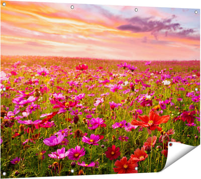 Gards Tuinposter Kleurrijke Kosmos Bloemenveld - 120x90 cm - Tuindoek - Tuindecoratie - Wanddecoratie buiten - Tuinschilderij