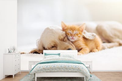 Behang - Fotobehang Dieren - Hond - Kitten - Rood - Breedte 360 cm x hoogte 240 cm