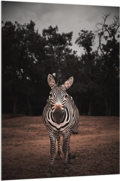 Acrylglas - Zebra in de Bossen - 100x150 cm Foto op Acrylglas (Met Ophangsysteem)