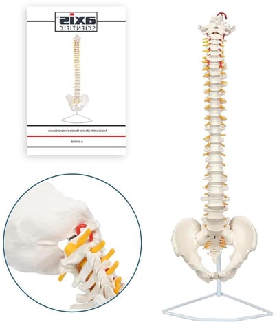 Flexibel Ruggenwervel Model - Wervelkolom Model - Anatomie Studie - Levensgroot en Flexibel - 86 cm Hoog - Bot Wit
