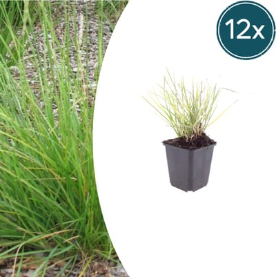 Tuinplantenshop.com | Sesleria autumnalis | 12 stuks - Ø9cm - 10-25cm hoog - Tuinplant