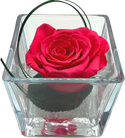 Gestabiliseerde Roos - Eeuwige Bloemen - Interieur Decoratie - Gepatenteerd Stabilisatieproces - 8x8x8 cm - Roze