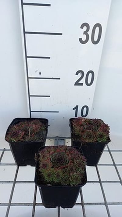 6x Huislook - Sempervivum 'Noir' | 9x9 cm pot