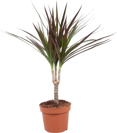 Plantenboetiek.nl | Dracaena Magenta - Ø12cm - 40-50cm hoog - Kamerplant - Groenblijvend