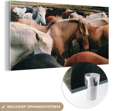 MuchoWow® Glasschilderij 40x20 cm - Schilderij acrylglas - Paarden - Dieren - Wild - Foto op glas - Schilderijen
