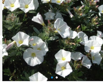 Convolvulus cneorum - Zilverwinde 25 - 30 cm in pot