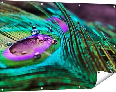 Gards Tuinposter Kleurrijke Pauw Veer met Waterdruppels - 120x80 cm - Tuindoek - Tuindecoratie - Wanddecoratie buiten - Tuinschilderij