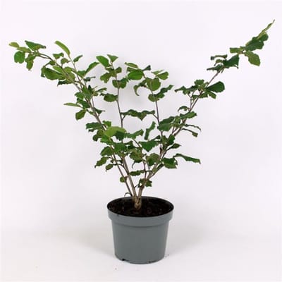 Arbustes de haie - Un ensemble 1 - Hamamelis intermedia 'Pallida' - (5L) 60-80 cm