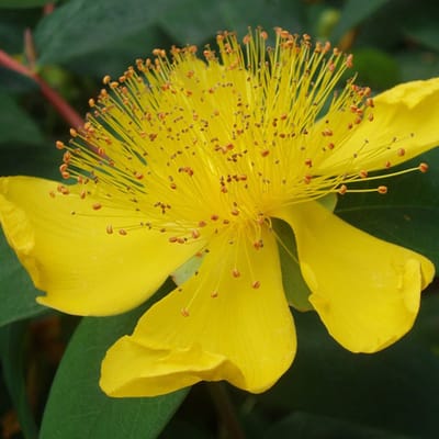 24 x Herfsthooi - Hypericum calycinum pot 9x9cm, voor 3m² : Gemakkelijk te verzorgen, voor zonnige tot halfschaduwrijke plaatsen.