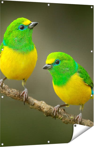 Gards Tuinposter Twee Groen Gele Zangvogels op een Tak - 90x120 cm - Tuindoek - Tuindecoratie - Wanddecoratie buiten - Tuinschilderij