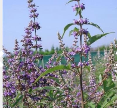 Vitex agnus-castus - Monnikenpeper, kuisheidsplant, boom van het heilige lam 30 - 40 cm in pot