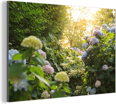 Aluminium schilderij 180x120 cm - Wanddecoratie metaal - Gele hortensia's in de tuin - Metalen muurdecoratie woonkamer - Decoratie industrieel - Foto op dibond - Industriële accessoires slaapkamer