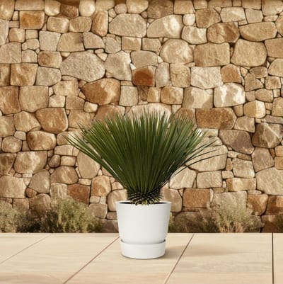 Yucca Rostrata - 75cm- Ø30