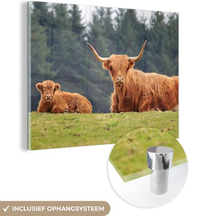 MuchoWow® Glasschilderij 160x120 cm - Schilderij acrylglas - Schotse Hooglanders - Gras - Bos - Foto op glas - Schilderijen