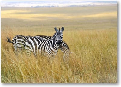 Zebra's - 70x50 Canvas Liggend - Dieren