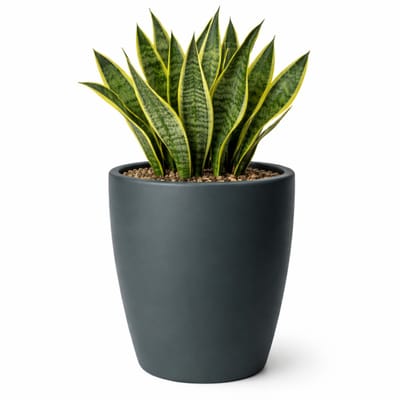 Mega Collections Plantenpot / bloempot Essence Egg pot - kunststof - antraciet - binnen/buiten - D45 x H53 cm