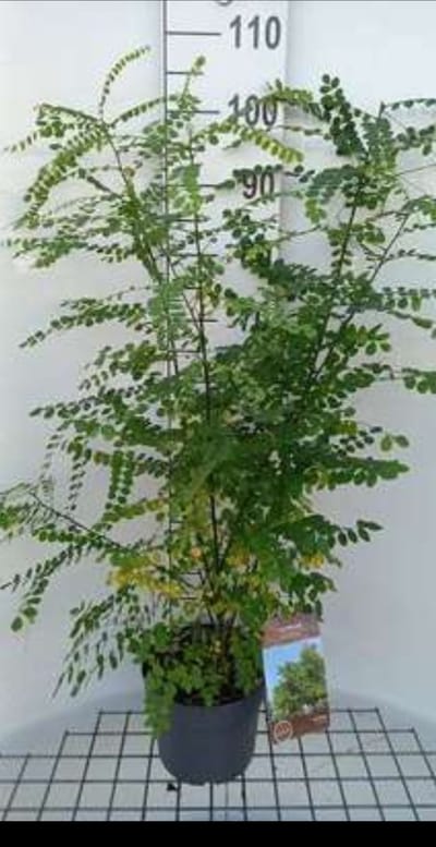 Styphnolobium japonicum ( sophora japonica) - Honingboom 60- 80 cm in pot