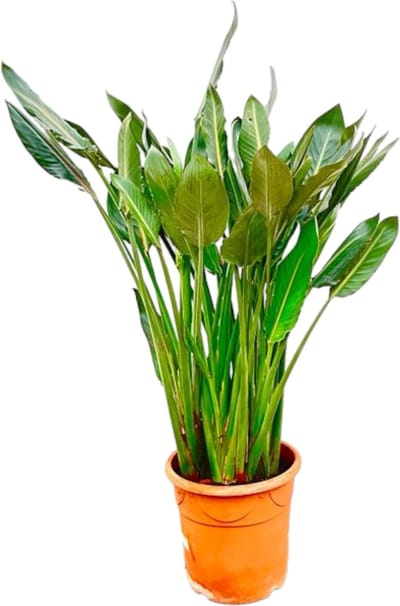 Exotische Strelitzia Reginae plant XL | Gemakkelijke verzorging - 150cm - ⌀30