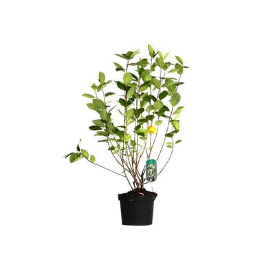 ARONIA MELANOCARPA - Zwarte appelbes 40 - 60 cm in pot