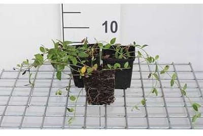 12x Kleine Maagdenpalm - Vinca minor 'Gertrude Jekyll' | 9x9 cm pot