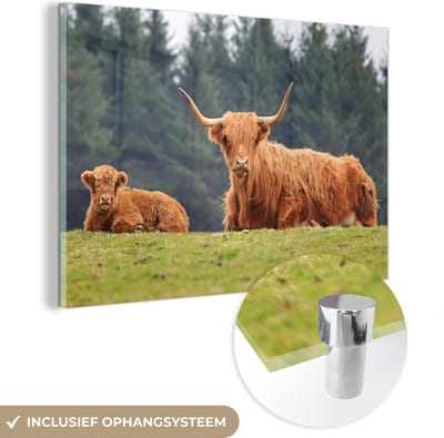 MuchoWow® Glasschilderij 60x40 cm - Schilderij acrylglas - Schotse Hooglanders - Gras - Bos - Foto op glas - Schilderijen