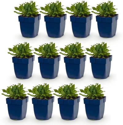 Green boutiQ - Vasteplant - Salvia nem. Schneehügel - Salie - Bijen en Vlinderlokkers - Wit - 12 Planten - Pot 11cm - Hoogte 15-25cm