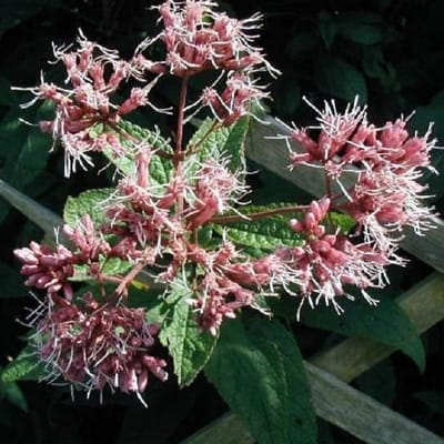 6 x Eupatorium purpureum - Koninginnekruid pot 9x9 cm