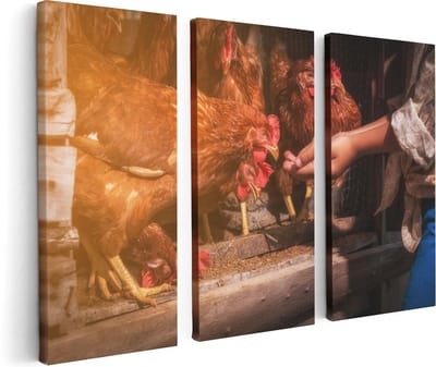 Artaza Canvas Schilderij Drieluik Kippen Krijgen te Eten - 120x80 - Foto Op Canvas - Canvas Print