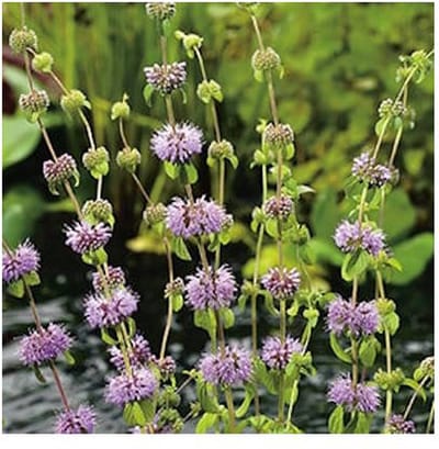 Moerings Mentha Pulegium| Dwergwatermunt | In 18CM Mand Kant en Klaar