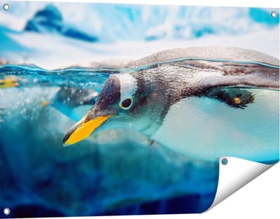 Gards Tuinposter Pingu�n Zwemt onder Water - 90x60 cm - Tuindoek - Tuindecoratie - Wanddecoratie buiten - Tuinschilderij