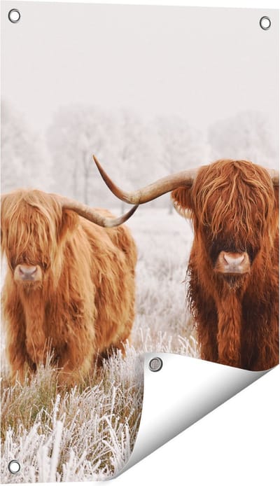 Gards Tuinposter Twee Schotse Hooglander Koeien in de Wei - 40x60 cm - Tuindoek - Tuindecoratie - Wanddecoratie buiten - Tuinschilderij